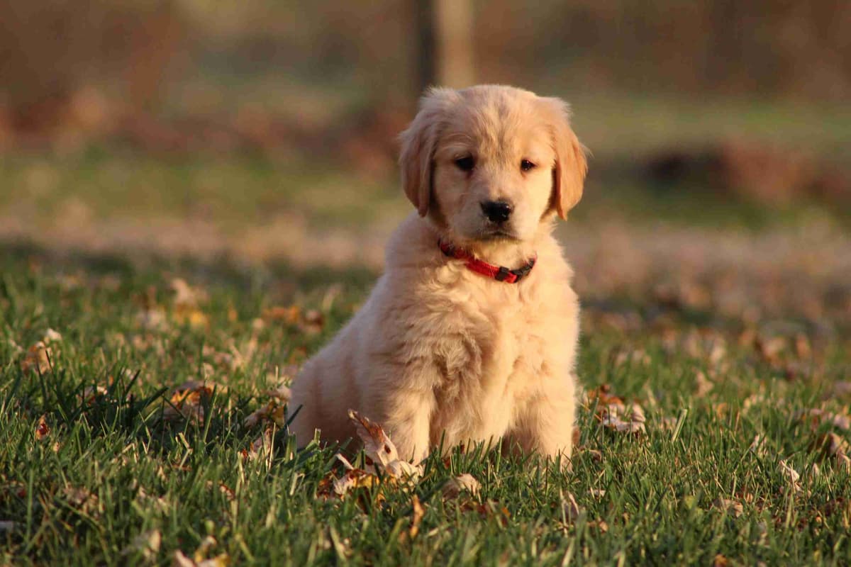 Golden Retriever Puppies breeder image 19