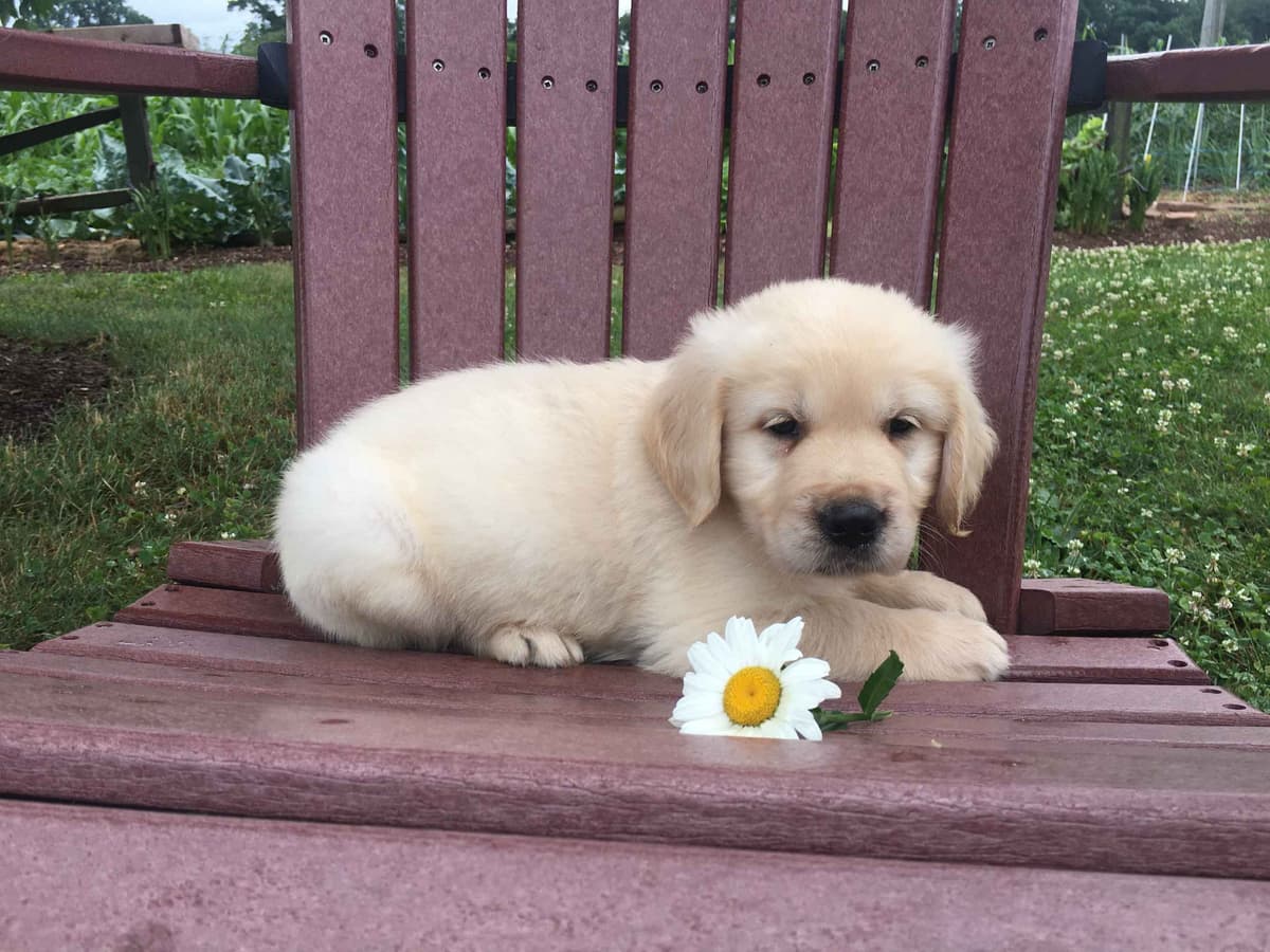 Golden Retriever Puppies breeder image 20