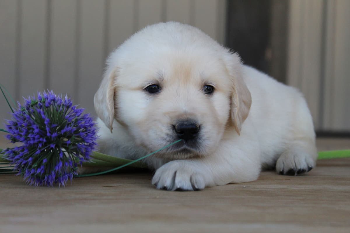 Golden Retriever Puppies breeder image 21