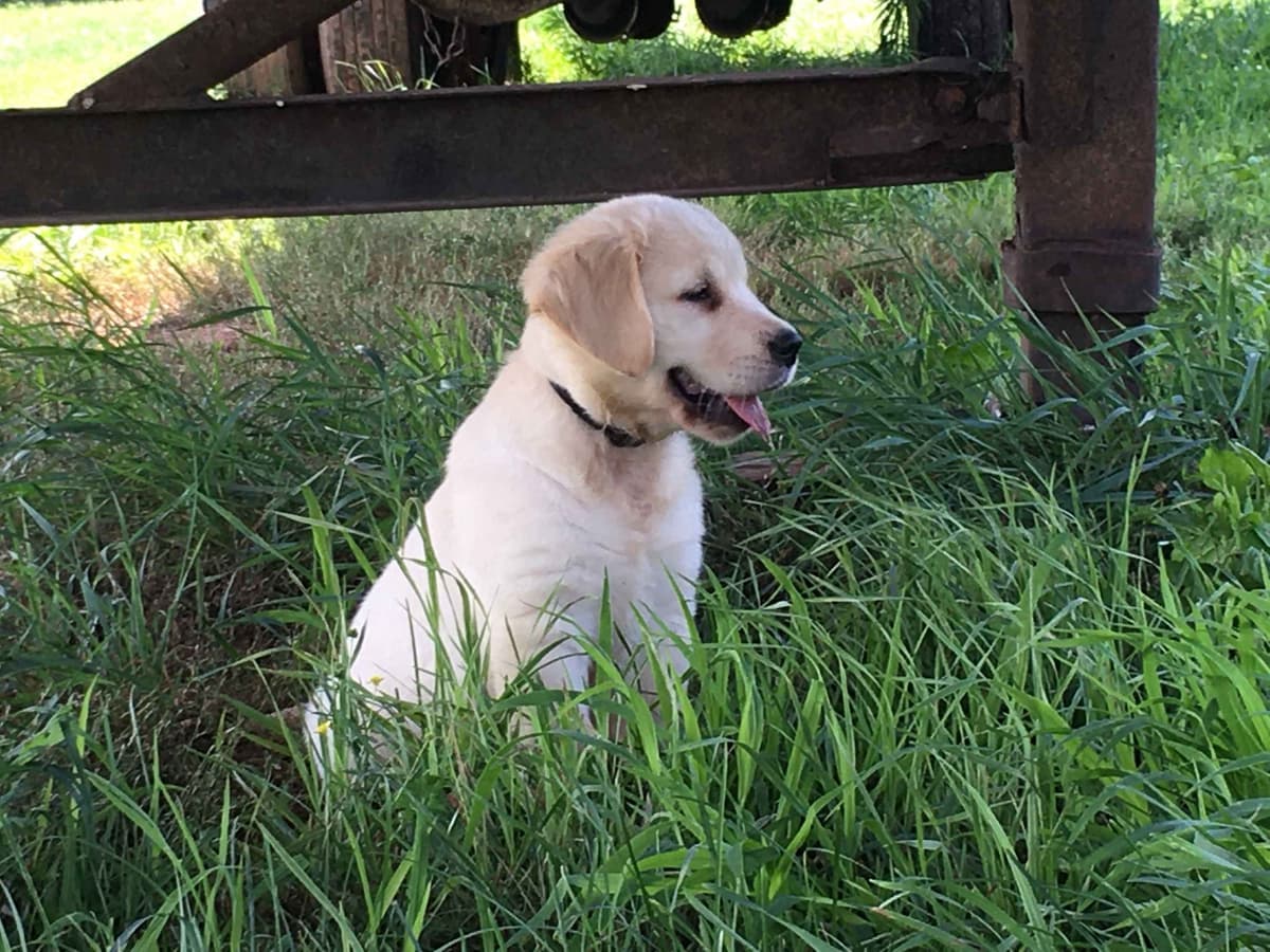 Golden Retriever Puppies breeder image 22