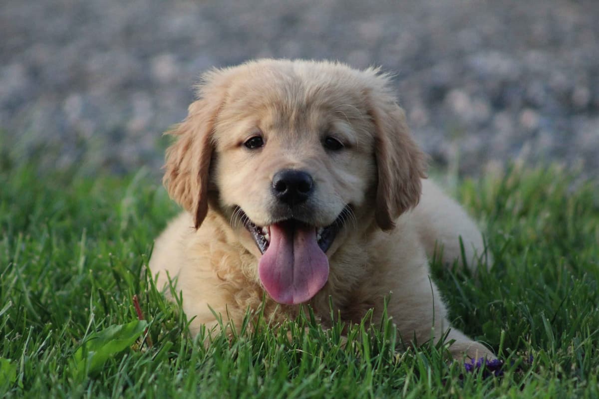 Golden Retriever Puppies breeder image 24