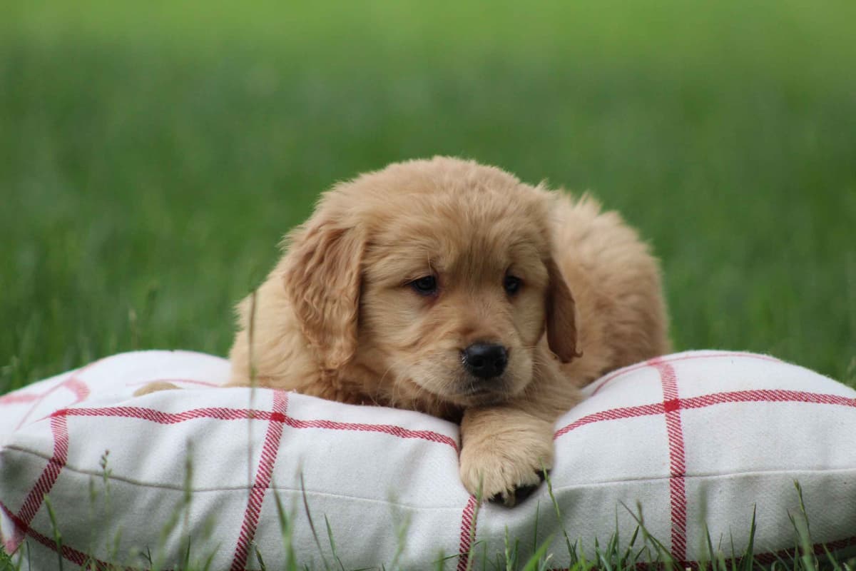 Golden Retriever Puppies breeder image 25