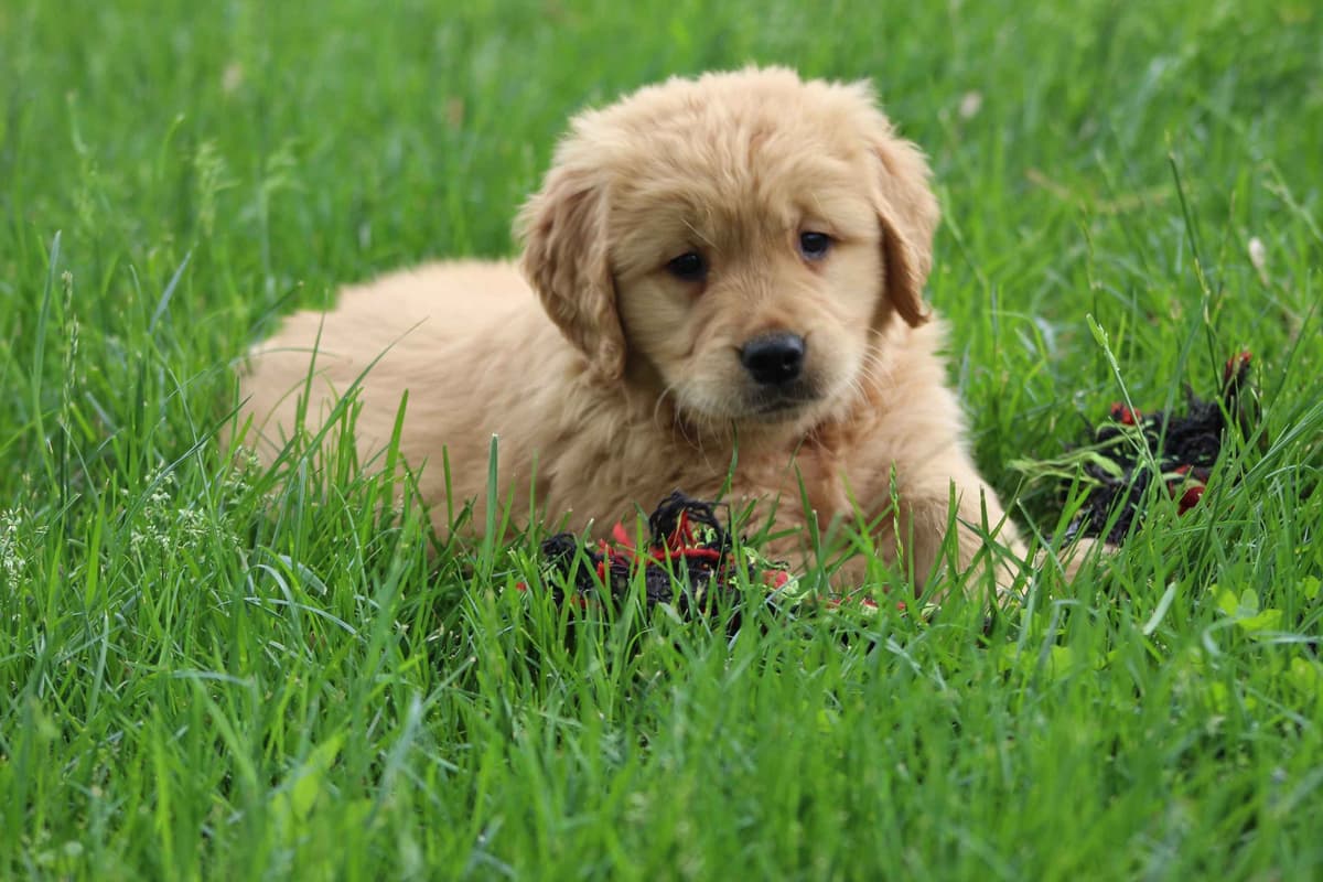 Golden Retriever Puppies breeder image 26