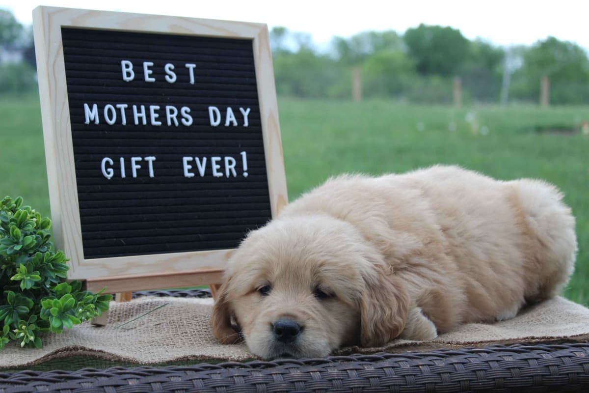 Golden Retriever Puppies breeder image 27
