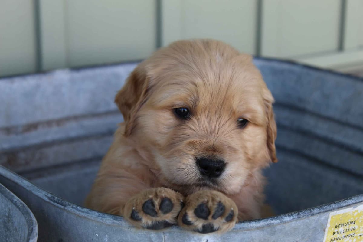 Golden Retriever Puppies breeder image 29