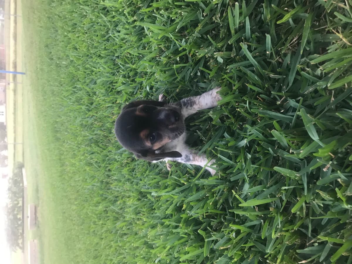 Beagle Puppies breeder image 3