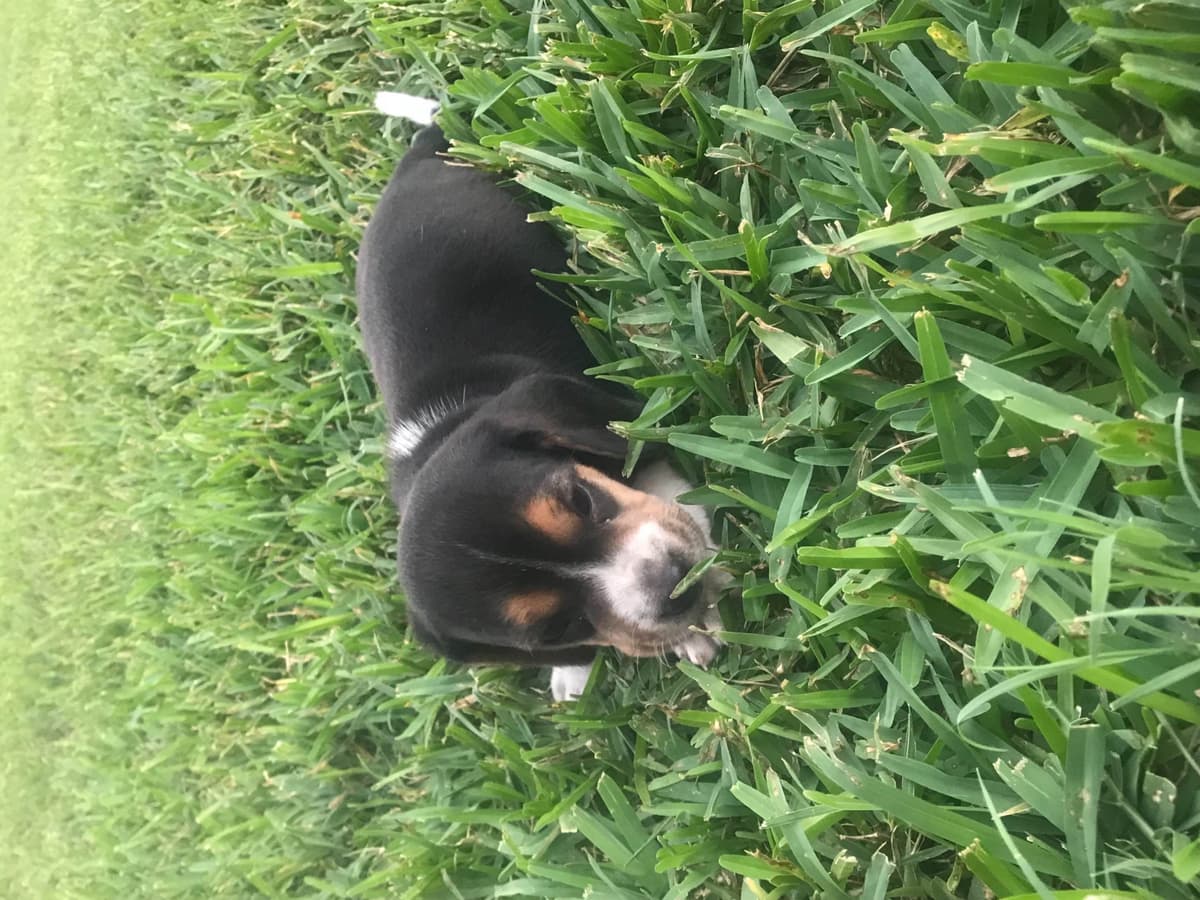 Beagle Puppies breeder image 1