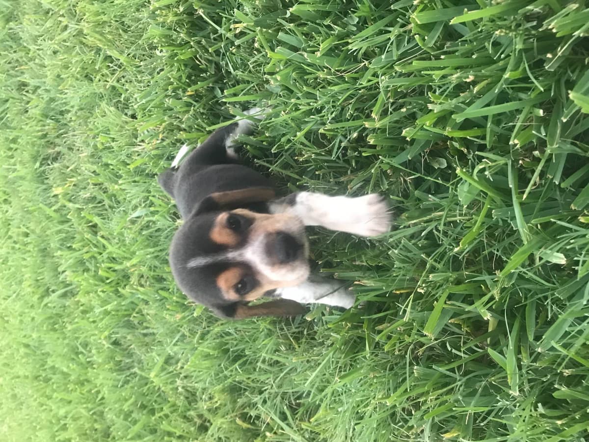 Beagle Puppies breeder image 5