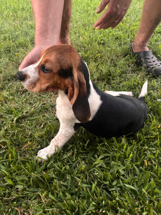 Beagle Puppies media 5