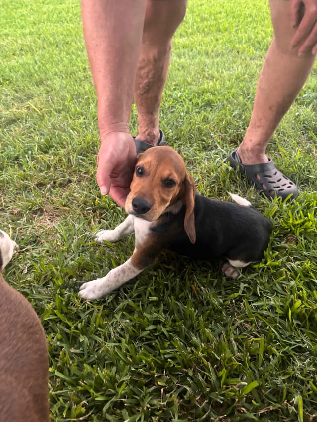 Beagle Puppies media 6