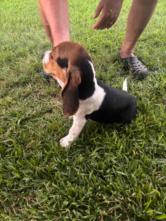 Beagle Puppies media 2