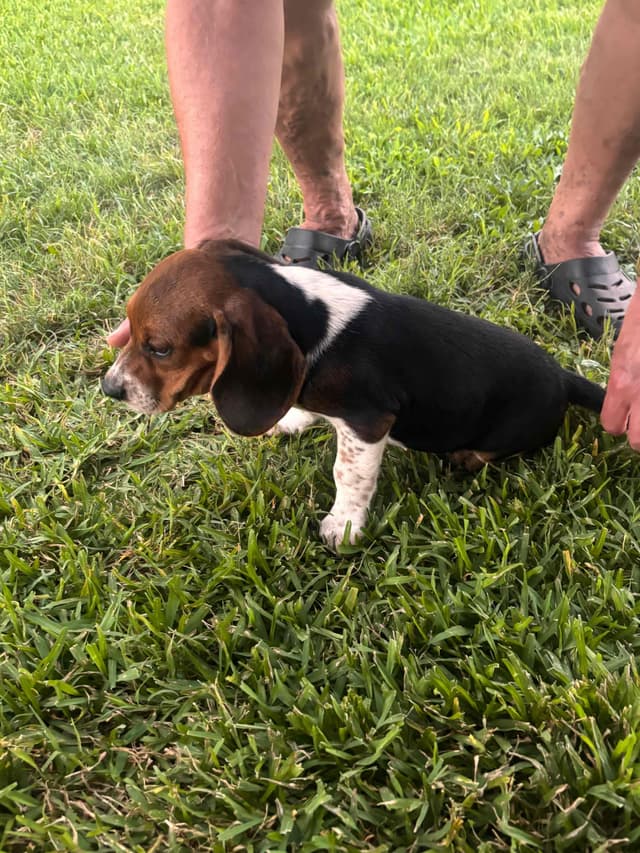 Beagle Puppies media 7
