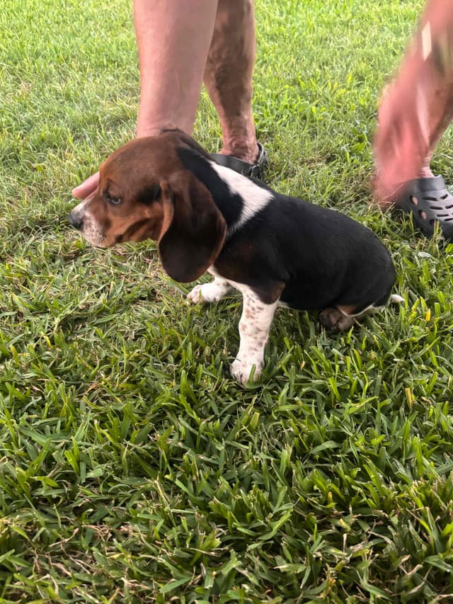 Beagle Puppies media 8