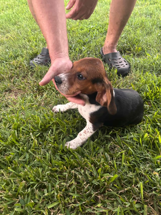 Beagle Puppies media 9