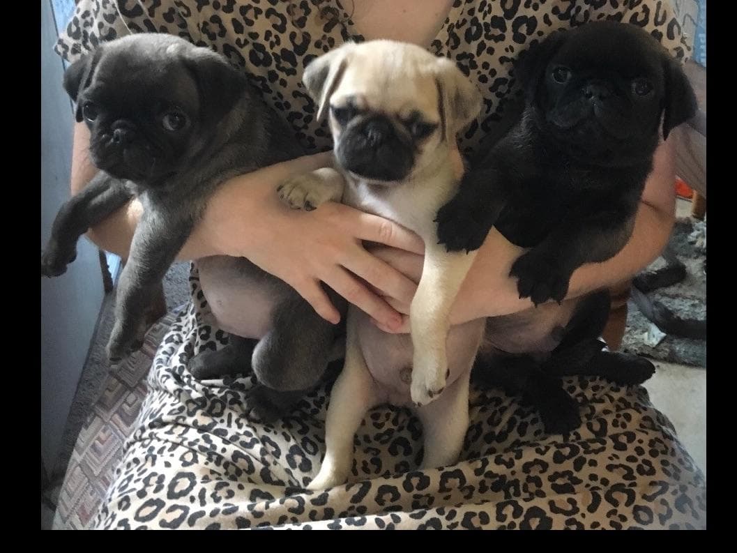 French Bulldog Puppies ( Fluffies) breeder image 2