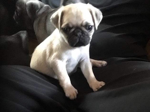 French Bulldog Puppies ( Fluffies) breeder image 3
