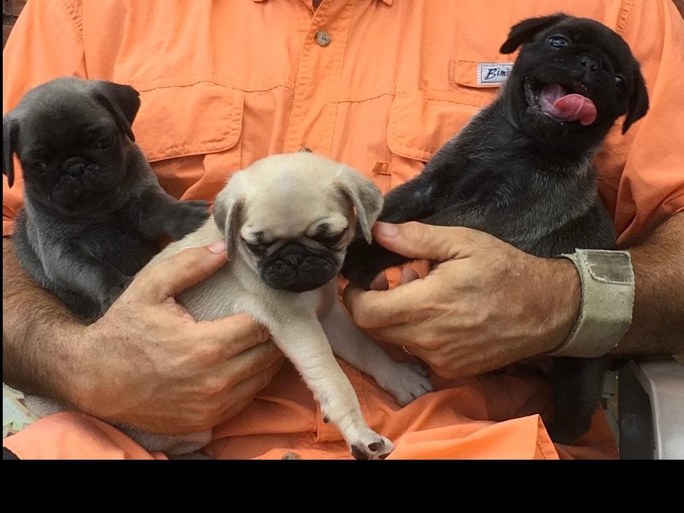 French Bulldog Puppies ( Fluffies) breeder image 4