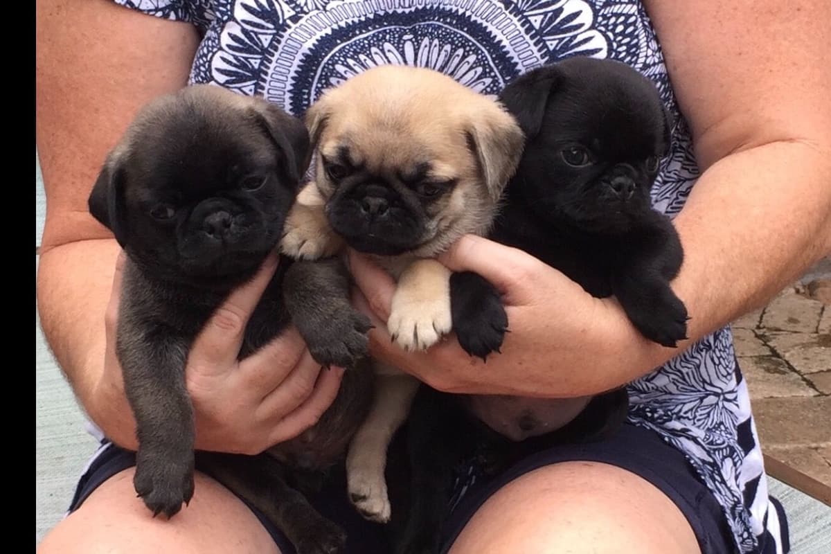 French Bulldog Puppies ( Fluffies) breeder image 5