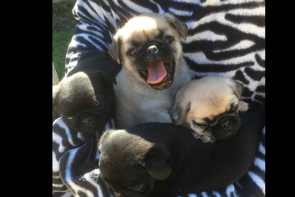 French Bulldog Puppies ( Fluffies) breeder image 6