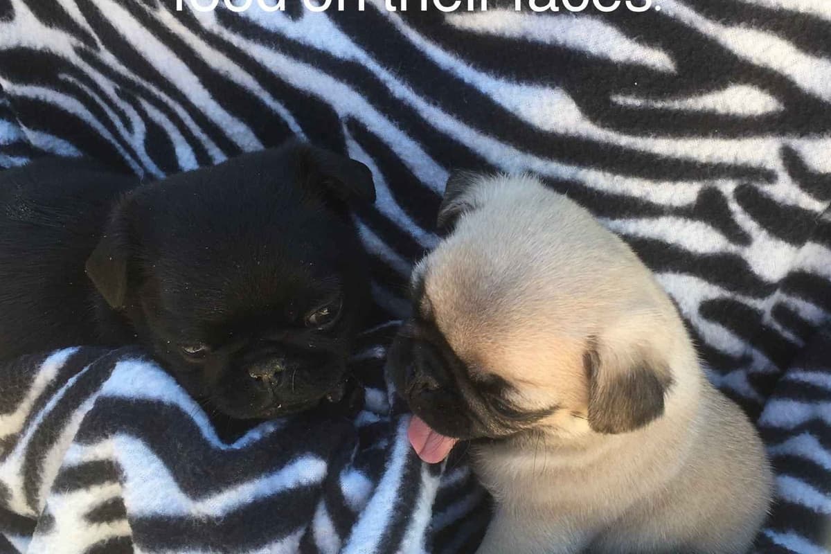 French Bulldog Puppies ( Fluffies) breeder image 1