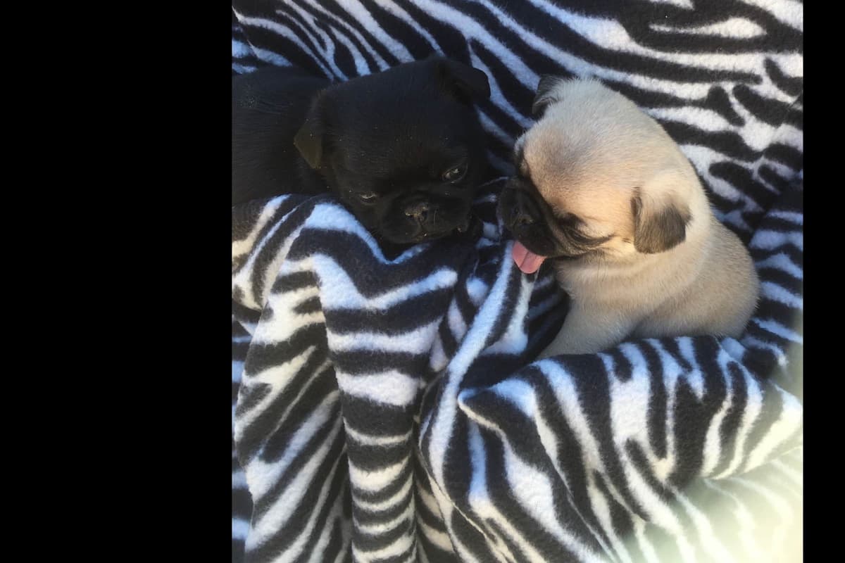 French Bulldog Puppies ( Fluffies) breeder image 7