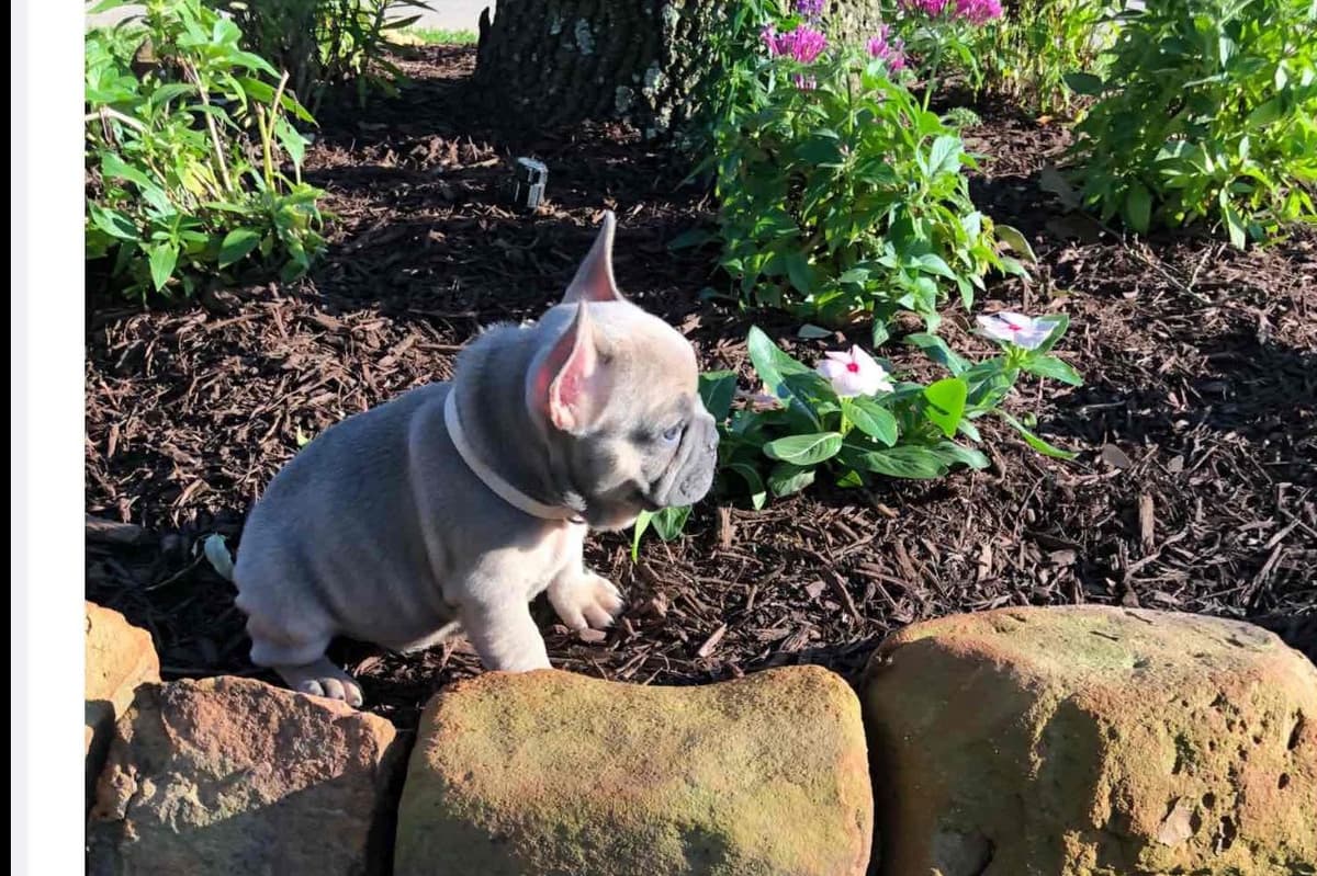 French Bulldog Puppies ( Fluffies) breeder image 8