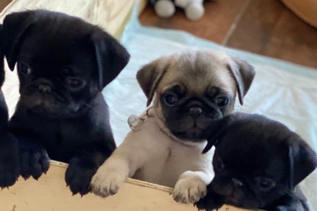 French Bulldog Puppies ( Fluffies) breeder image 10
