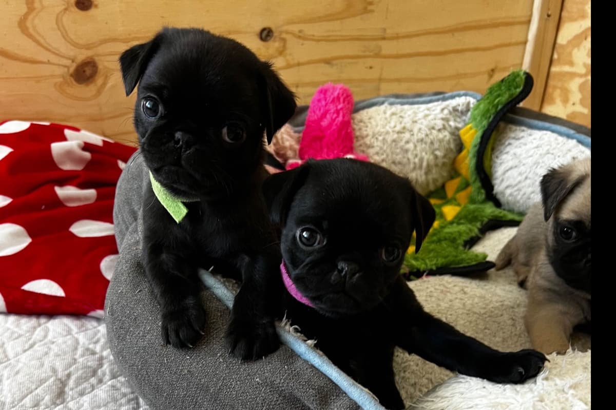 French Bulldog Puppies ( Fluffies) breeder image 11