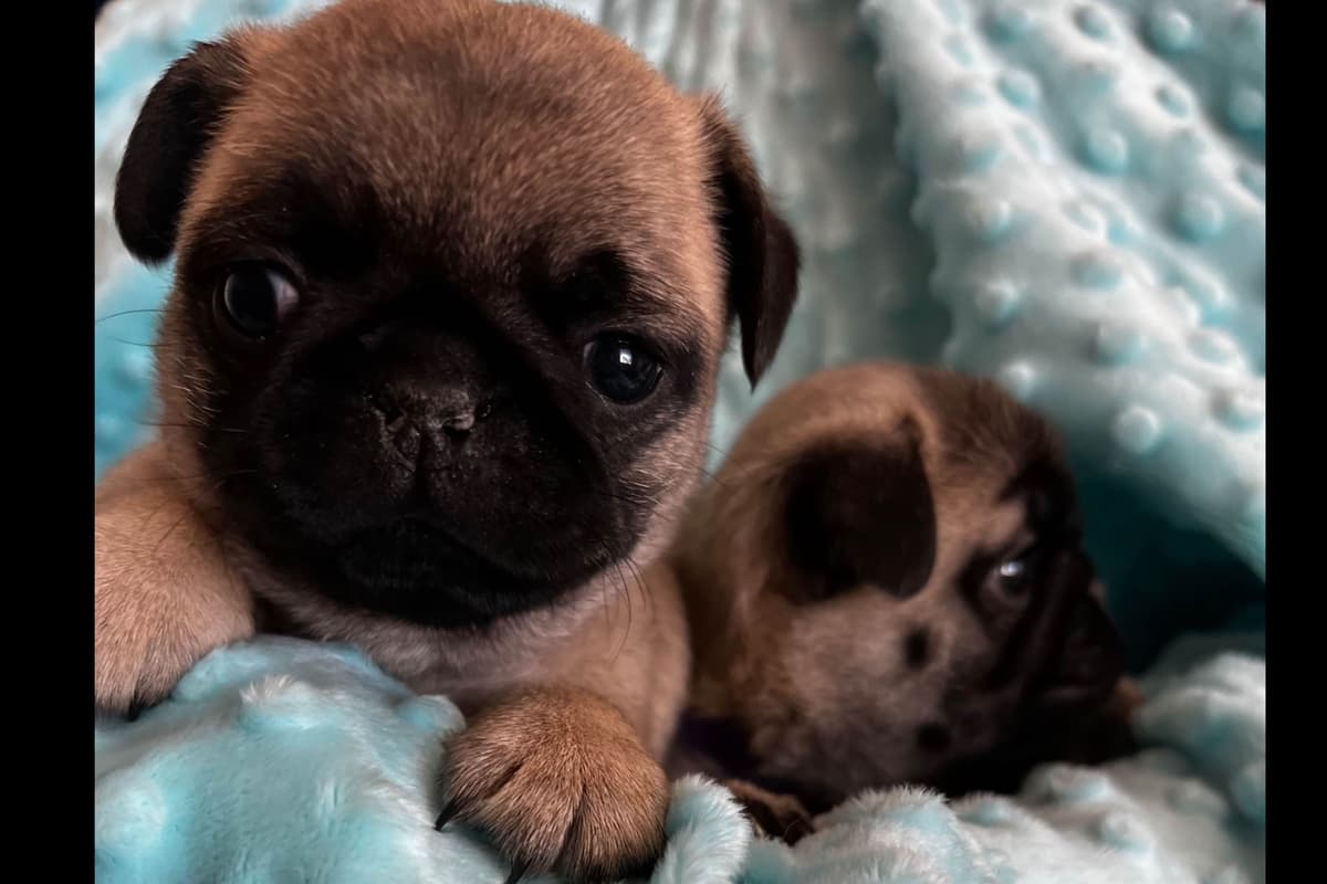 French Bulldog Puppies ( Fluffies) breeder image 12