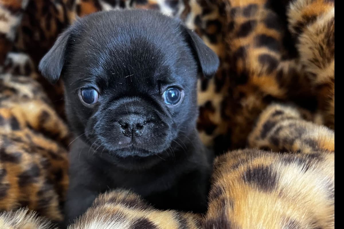 French Bulldog Puppies ( Fluffies) breeder image 13