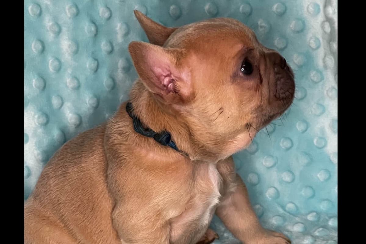 French Bulldog Puppies ( Fluffies) breeder image 15