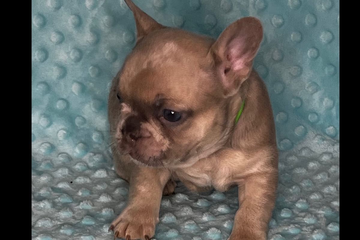 French Bulldog Puppies ( Fluffies) breeder image 16
