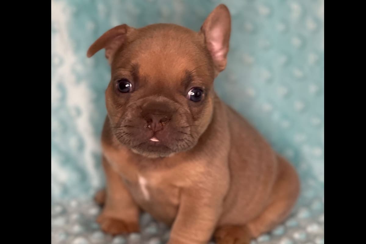 French Bulldog Puppies ( Fluffies) breeder image 17
