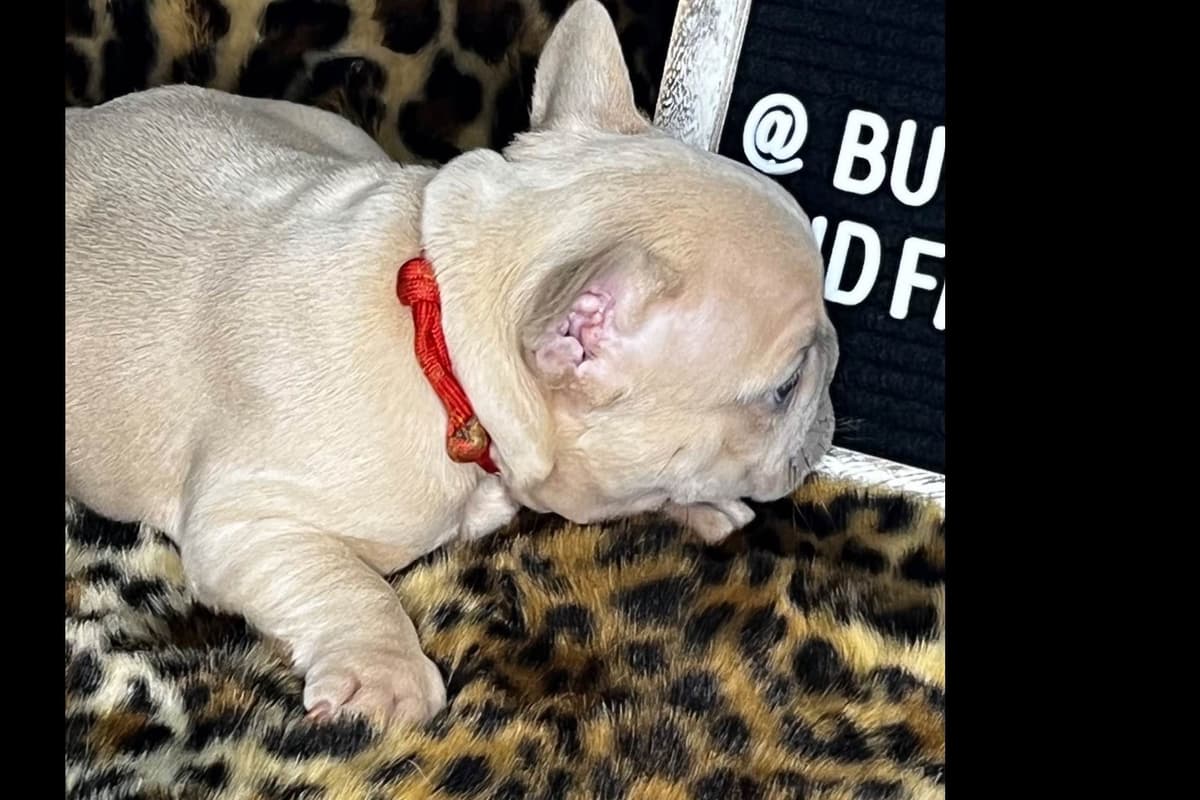French Bulldog Puppies ( Fluffies) breeder image 18