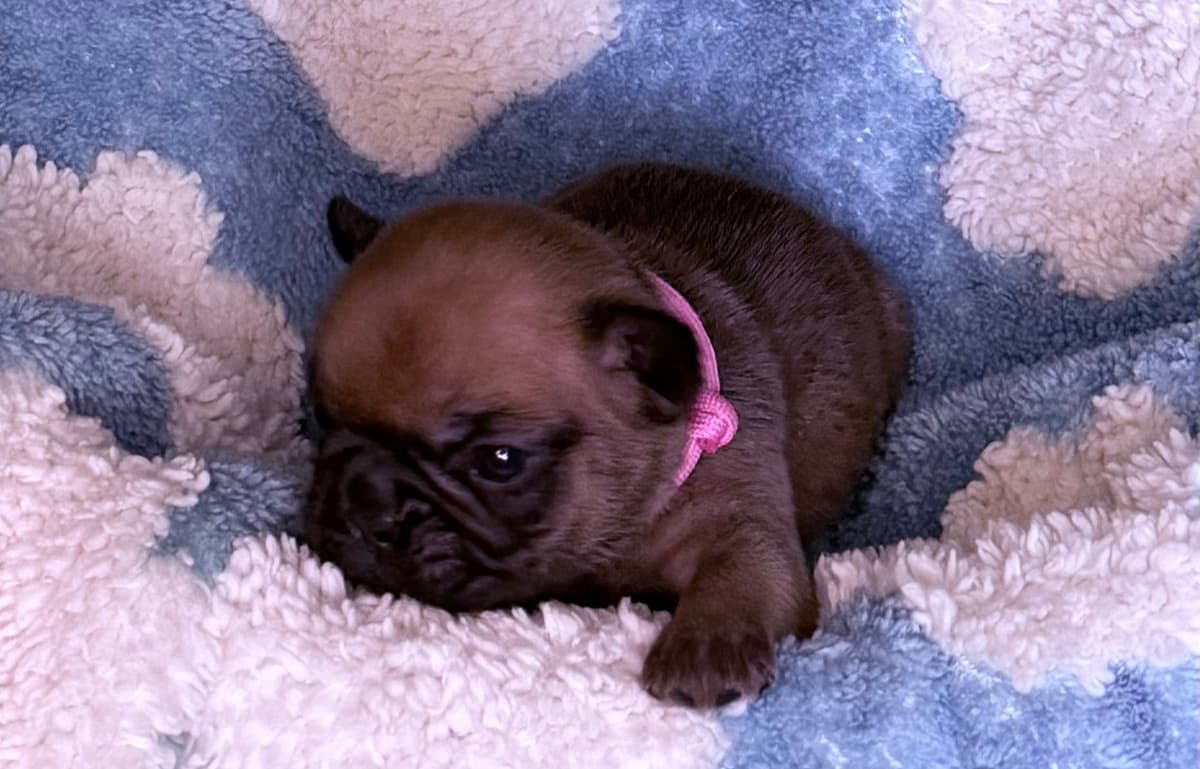 French Bulldog Puppies ( Fluffies) breeder image 19