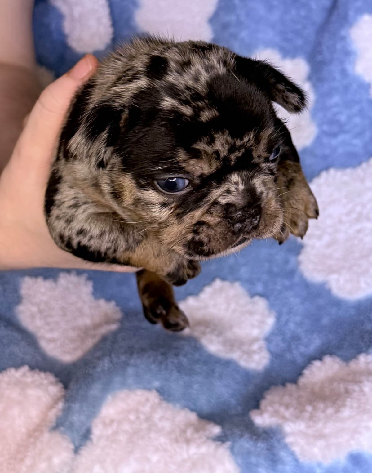 French Bulldog Puppies ( Fluffies) breeder image 20
