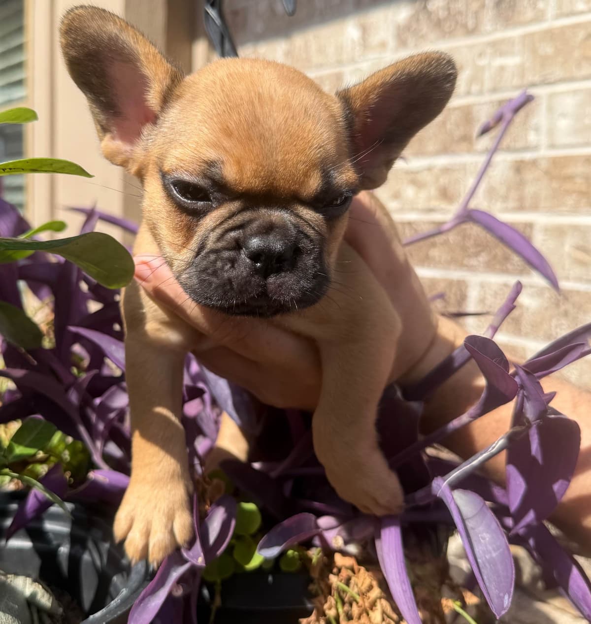 French Bulldog Puppies ( Fluffies) breeder image 22