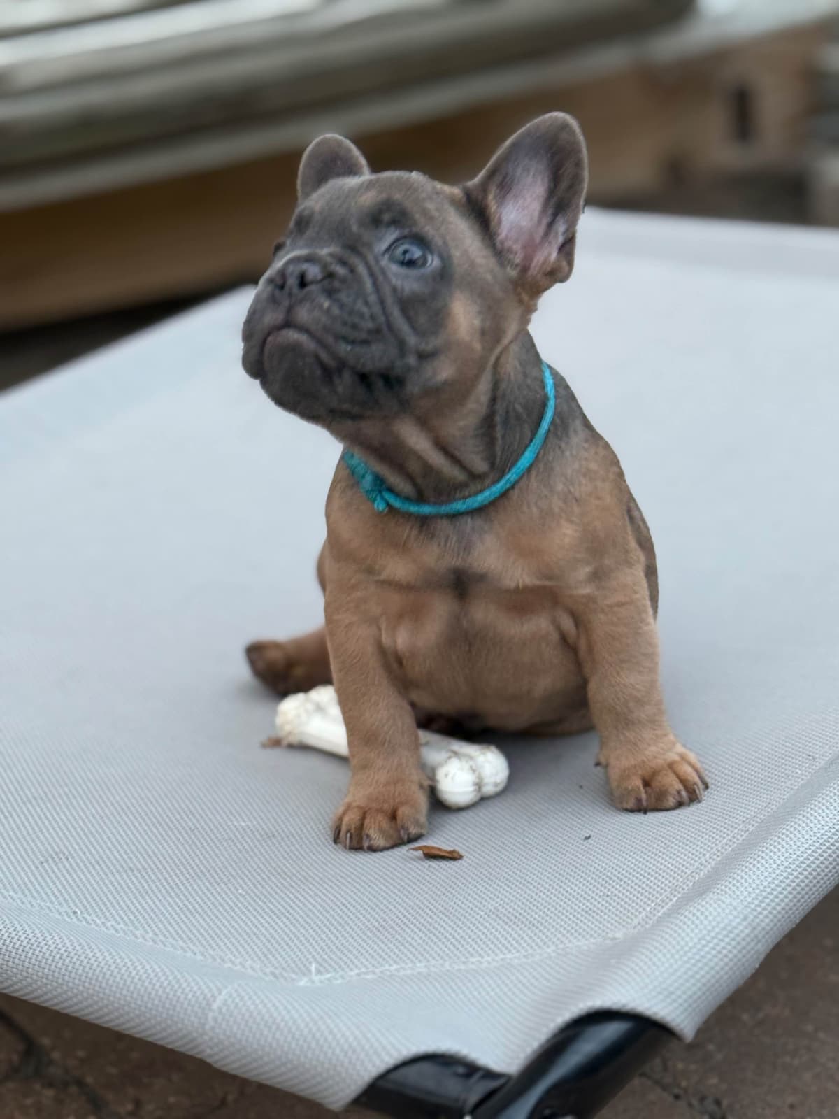 French Bulldog Puppies ( Fluffies) breeder image 23