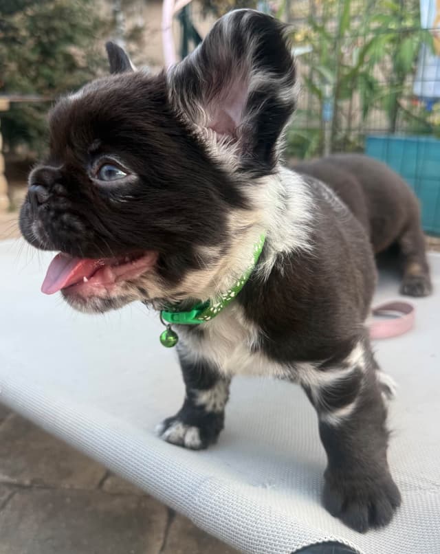 French Bulldog Puppies ( Fluffies) media 2