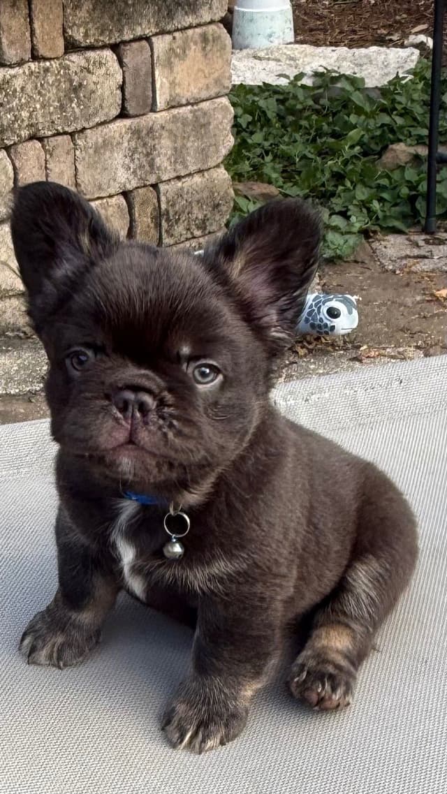 French Bulldog Puppies ( Fluffies) media 3