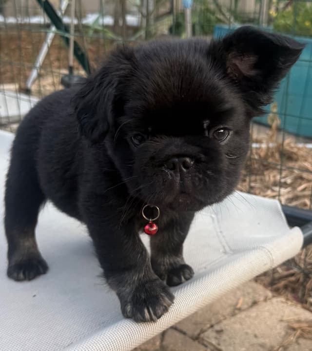 French Bulldog Puppies ( Fluffies) media 4
