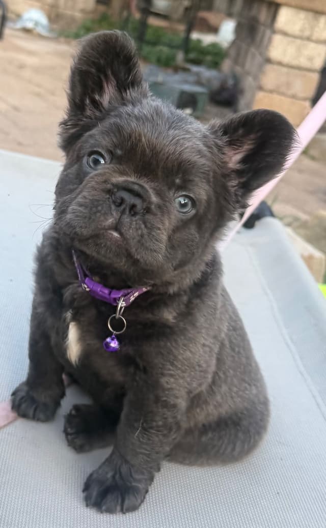 French Bulldog Puppies ( Fluffies) media 5