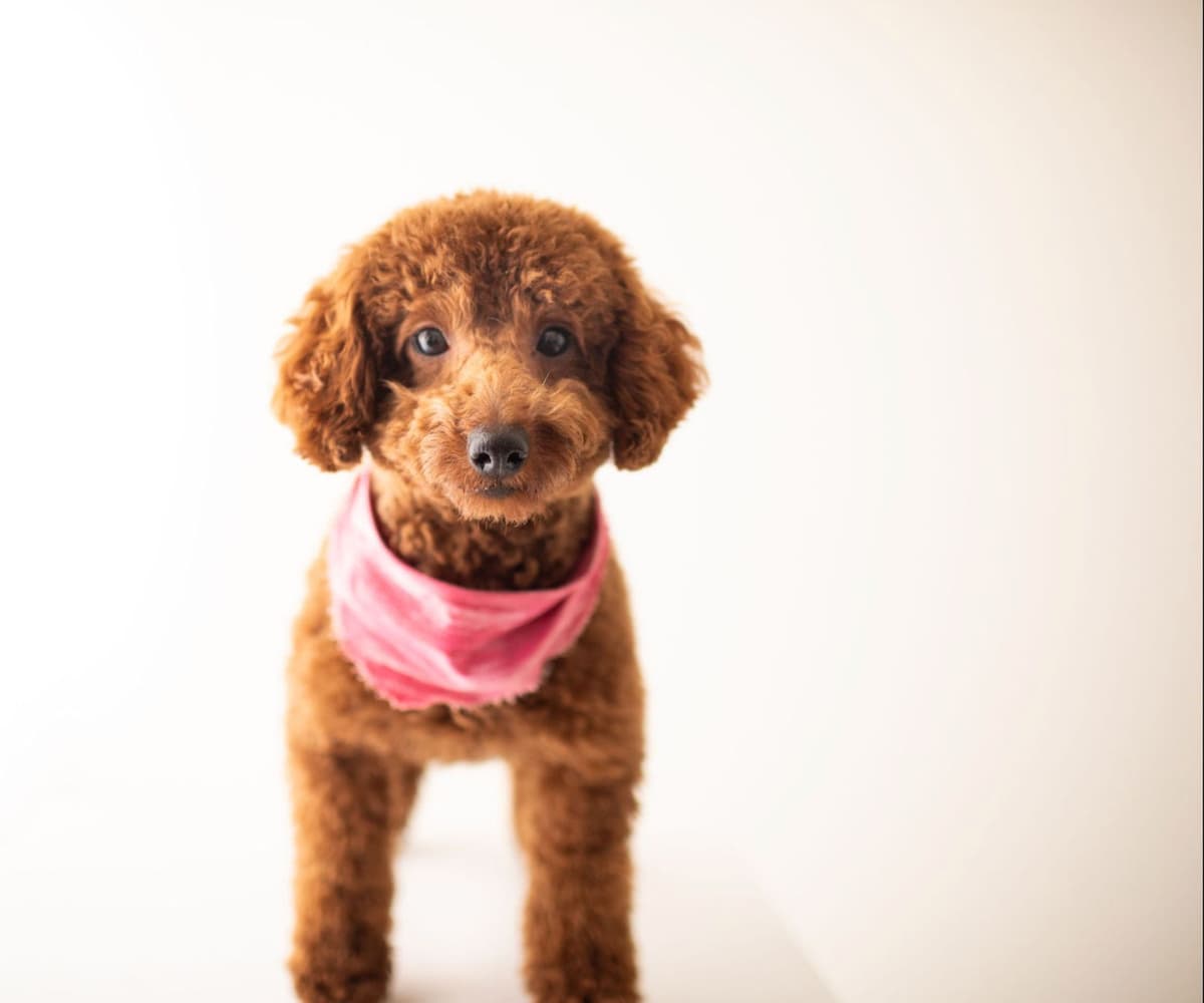 Toy Poodle Puppies breeder image 3