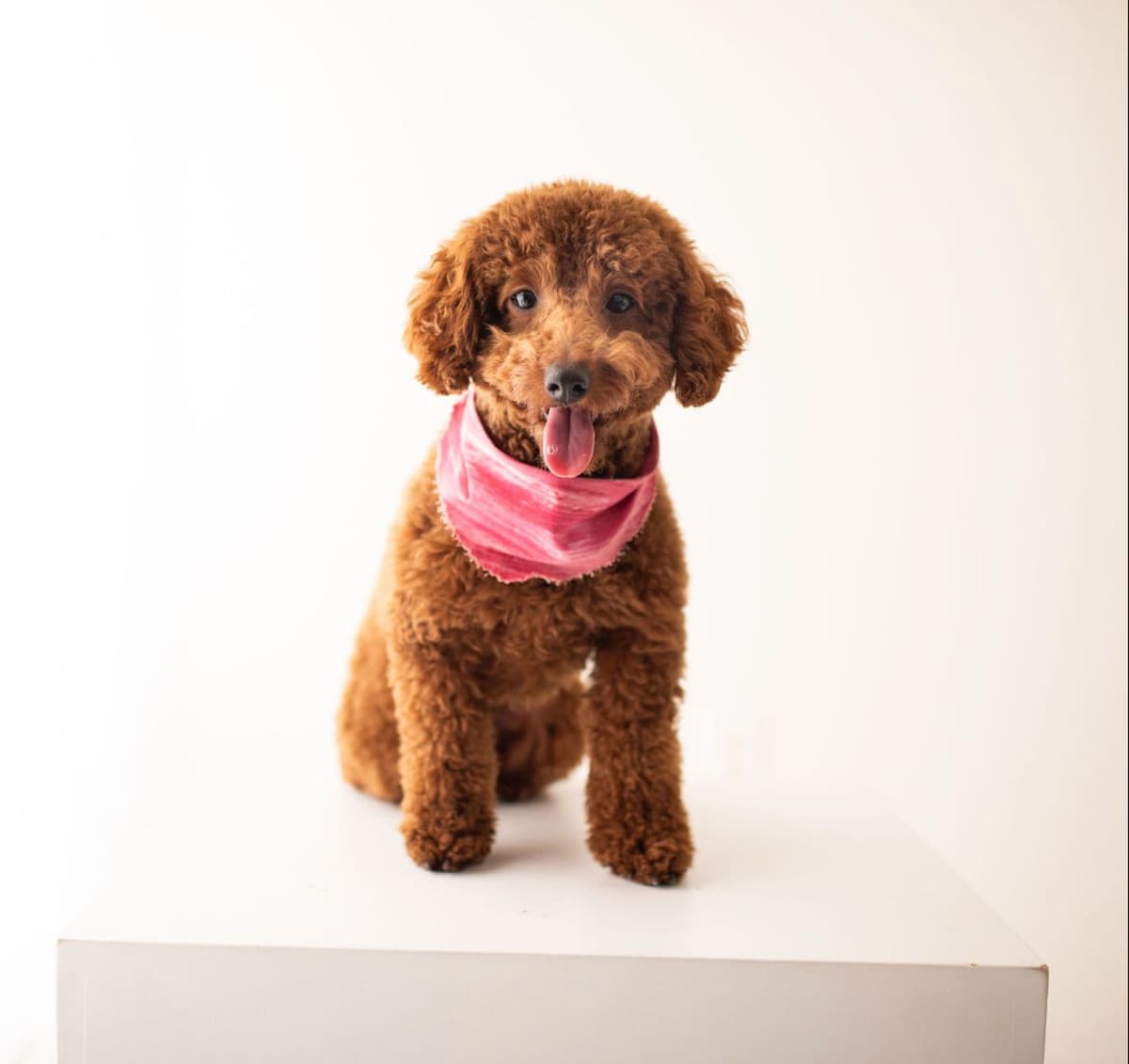 Toy Poodle Puppies breeder image 4