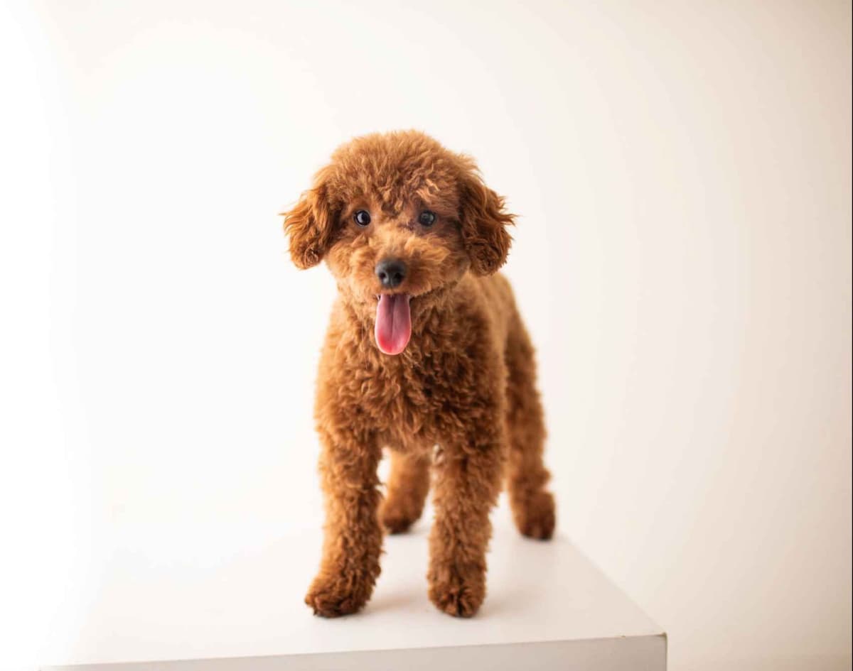 Toy Poodle Puppies breeder image 5