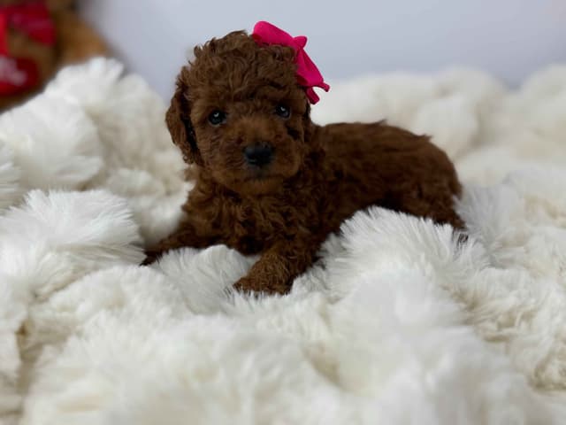 Toy Poodle Puppies media 2