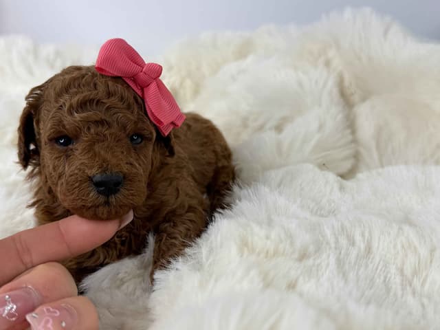 Toy Poodle Puppies media 3