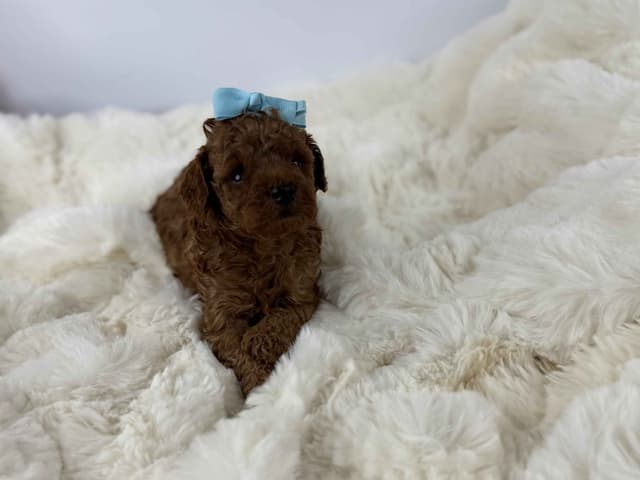 Toy Poodle Puppies media 4