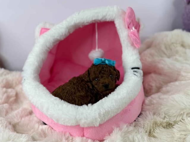 Toy Poodle Puppies media 5