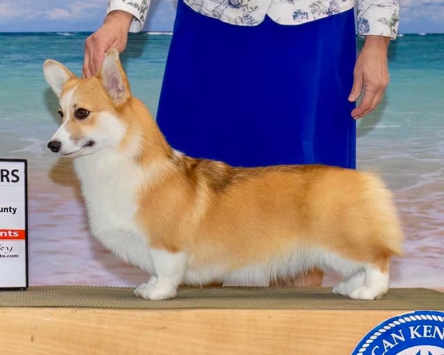 Pembroke Welsh Corgi Puppies media 2
